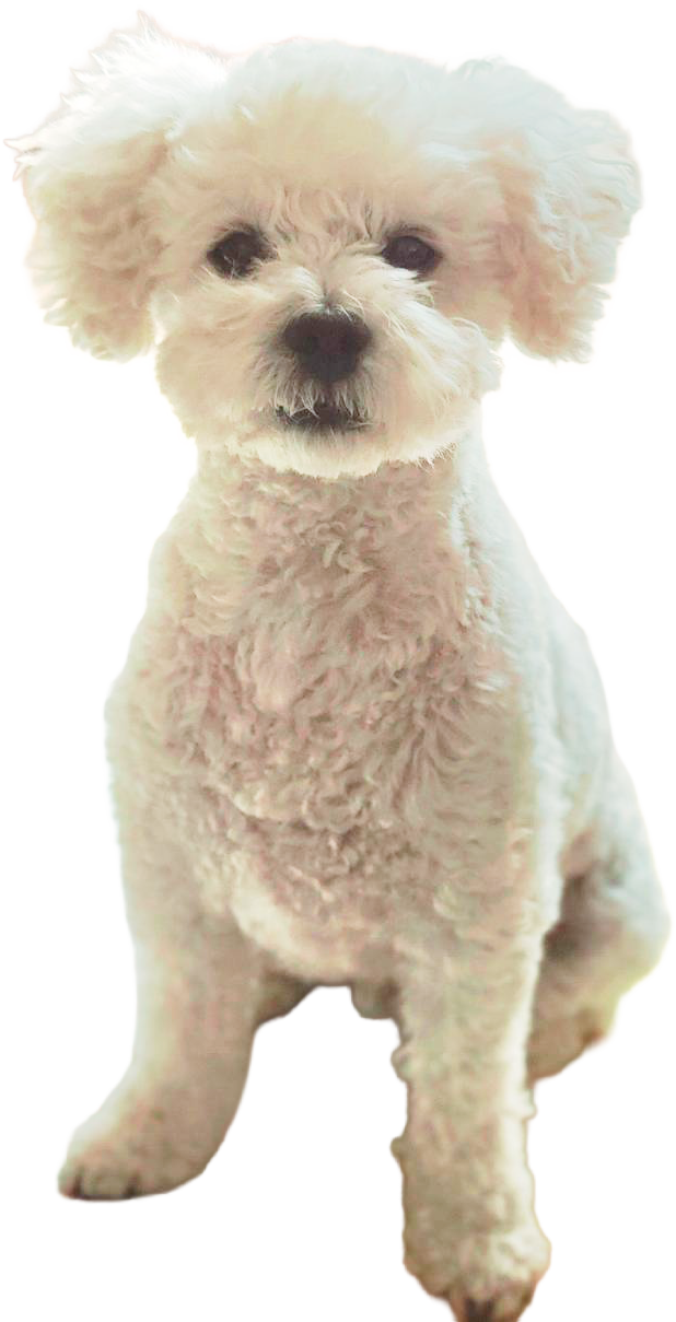 犬の画像